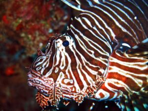 Fethiye Diving Experience