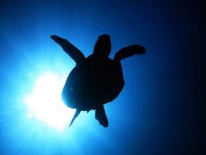 MUĞLA DA YAPILACAK AKTİVİTELER