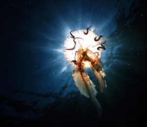 MARMARİS SCUBA DİVİNG