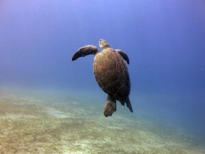 Fethiye Tüplü Dalış Merkezi WhatsApp Hattı