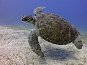 ÖLÜDENİZ SCUBA DİVİNG