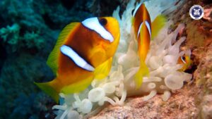 Scuba Diving Türkiye’de Nerede Yapılır?