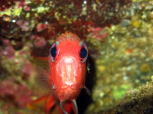 Padi Instructor Nedir