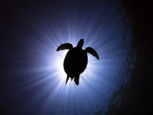 Tüple dalış için yüzme bilmek gerekir mi